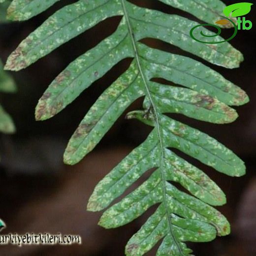 Polypodiaceae-Benlieğreltiler