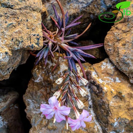 Plumbaginaceae-Kardikenigiller