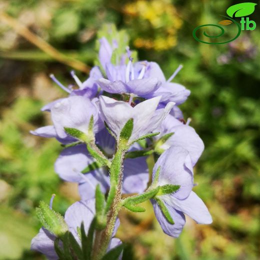 Veronica austriaca