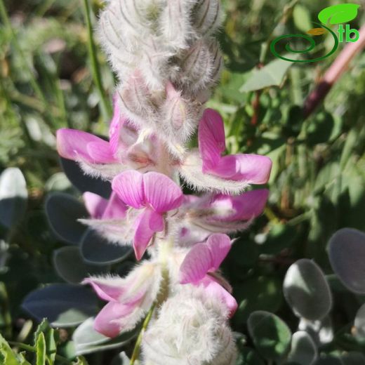 Hedysarum cappadocicum