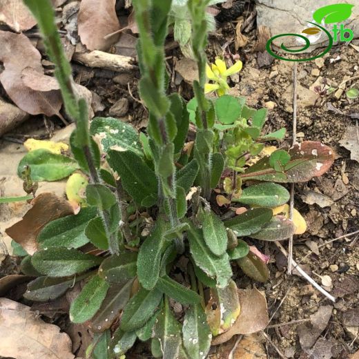 Arabis hirsuta