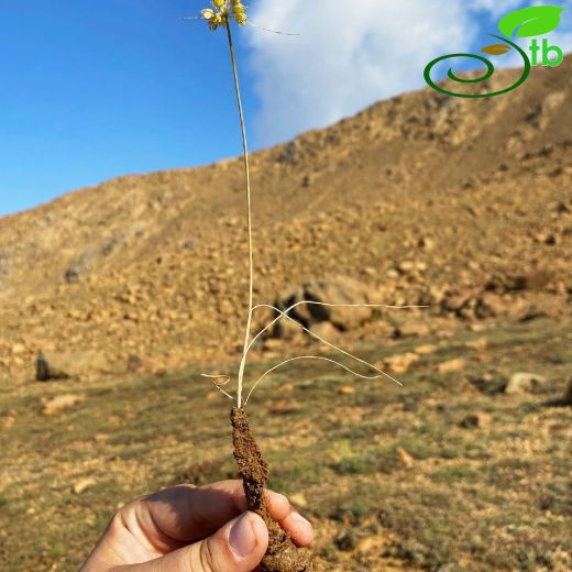 Allium oculisandrasicum