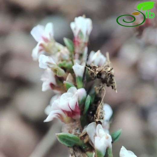 Polygonaceae-Madımakgiller