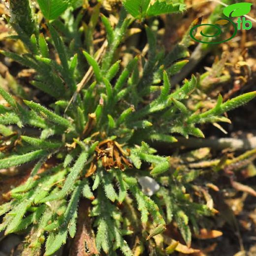 Plantago coronopus