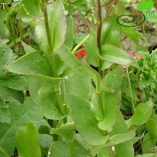 Arabis brachycarpa