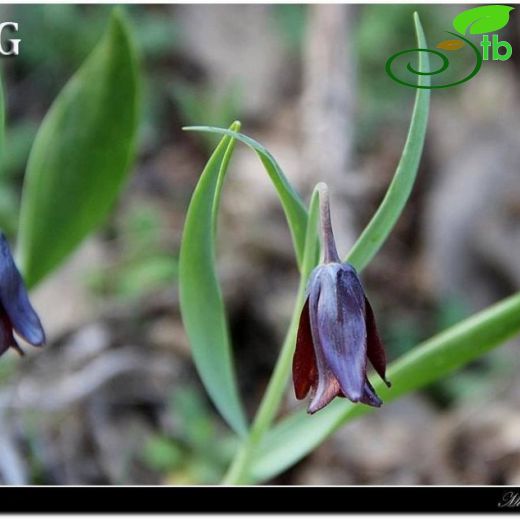 Fritillaria armena