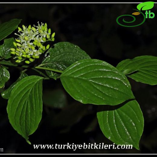 Cornus sanguinea