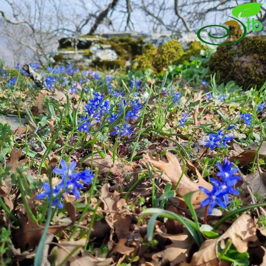 Chionodoxa- Karyıldızı