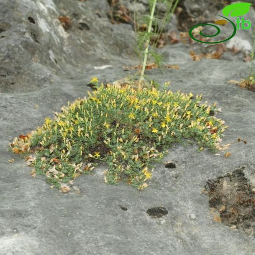 Hypericum pallens