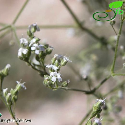 Gypsophila germanicopolitana