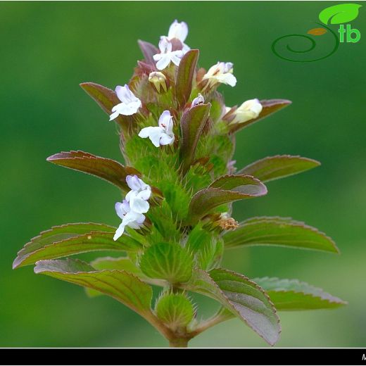 Lallemantia-Ajdarbaşı