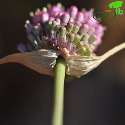 Allium rupicola