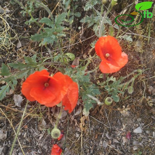 Papaver-Gelincik