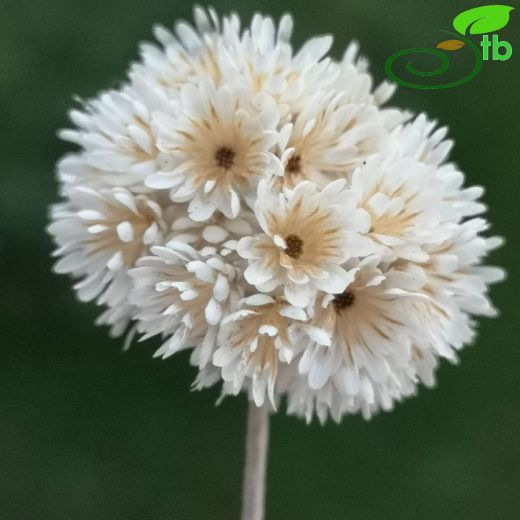 Helichrysum-Ölmez çiçek