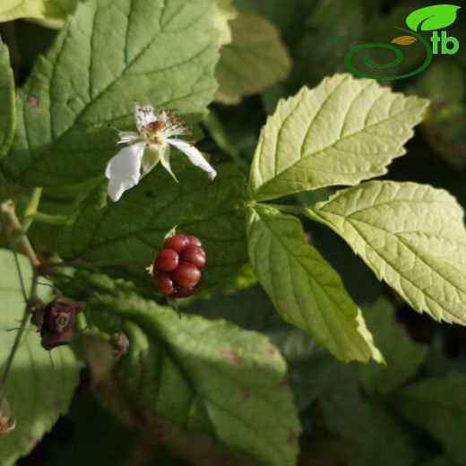 Rubus-Böğürtlen