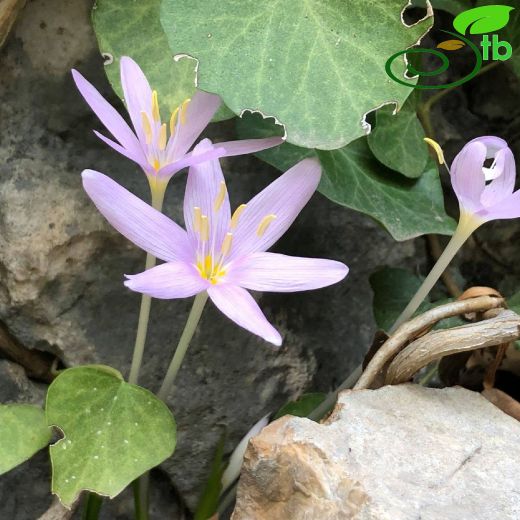 Colchicum baytopiorum