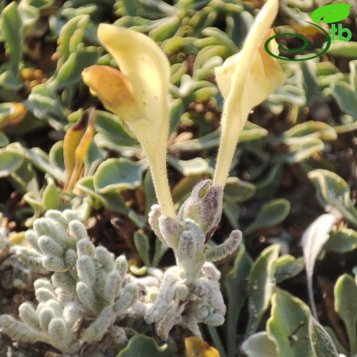 Scutellaria yildirimlii