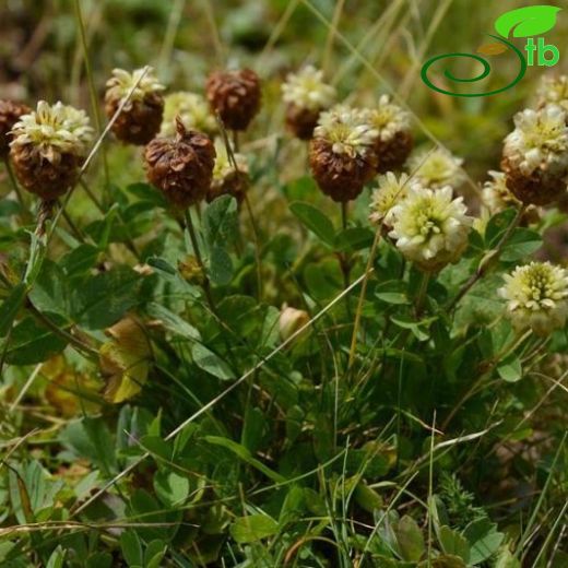 Trifolium badium