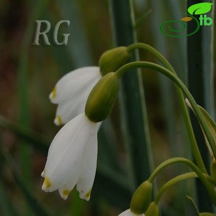 Leucojum-Gölsoğanı