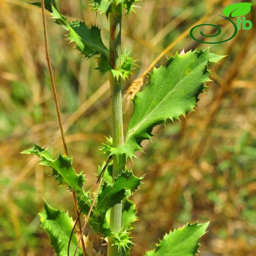 Eryngium-Boğadikeni