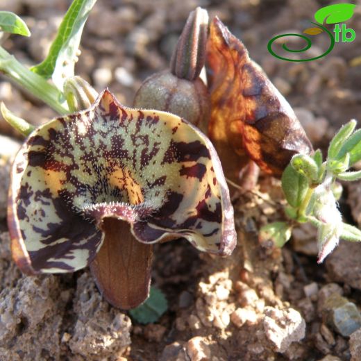 Aristolochia maurorum