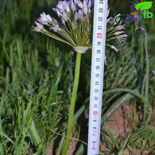 Allium noeanum