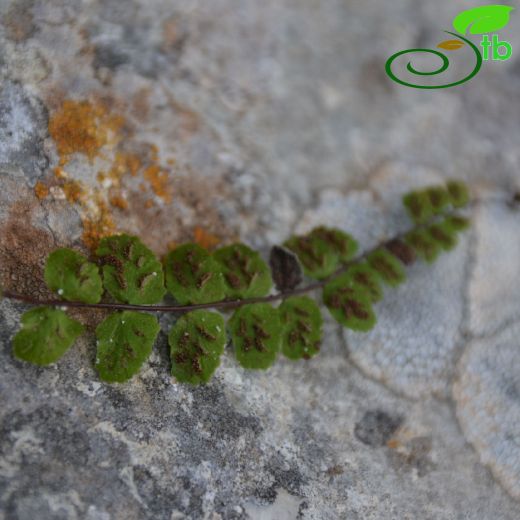 Asplenium trichomanes