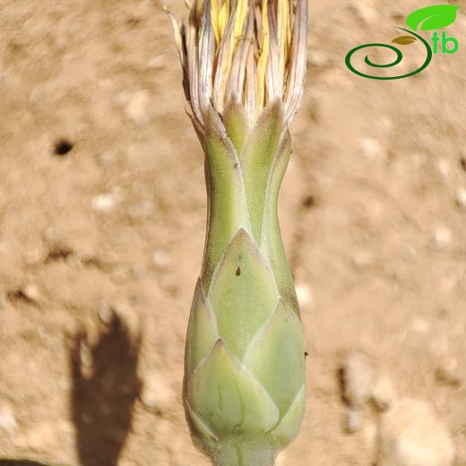 Pseudopodospermum violaceum