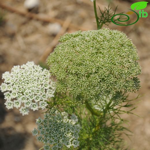 Ammi-Hıltan