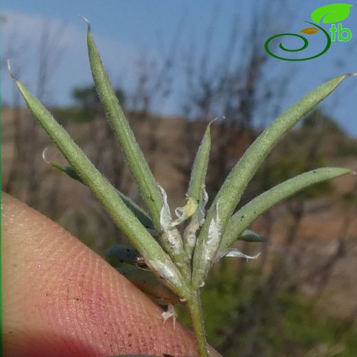 Medicago arenicola