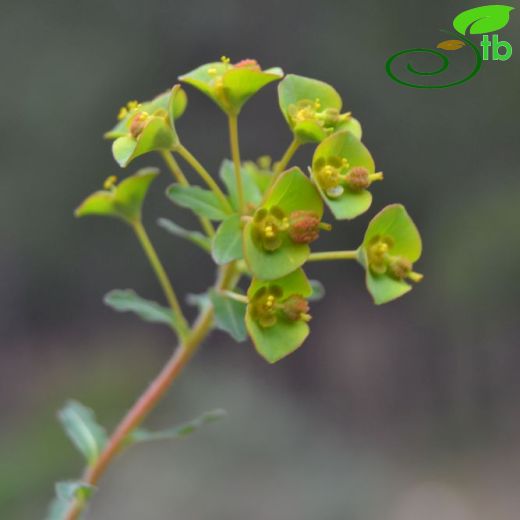 Euphorbia apios