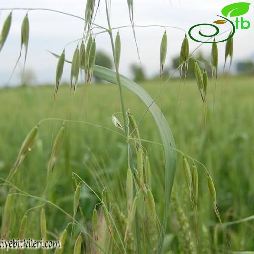 Avena sativa