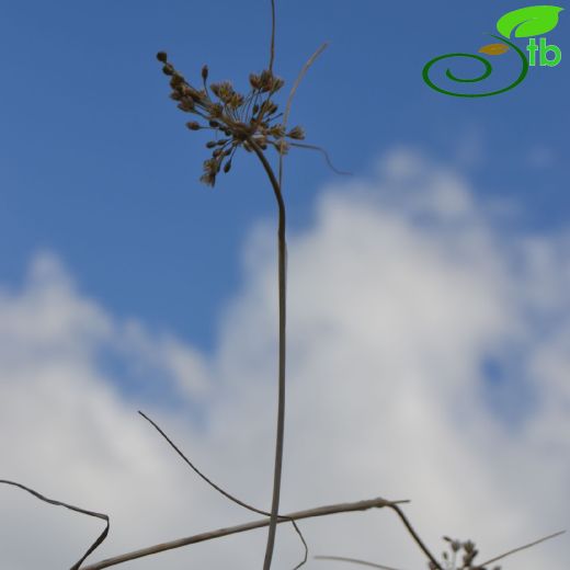 Amaryllidaceae-Nergisgiller