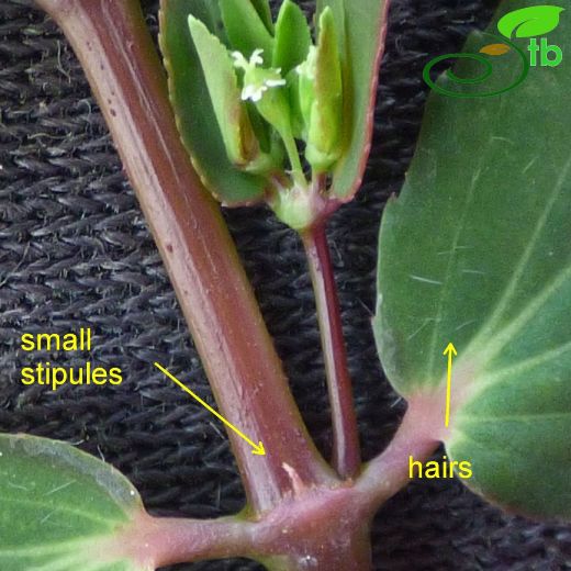 Euphorbiaceae-Sütleğengiller