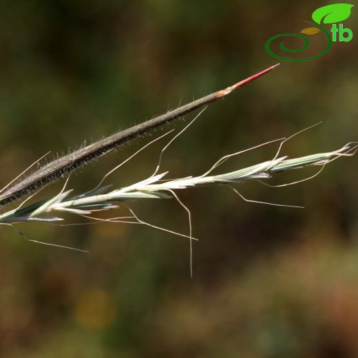 Gaudinia- Başaklı yulaf