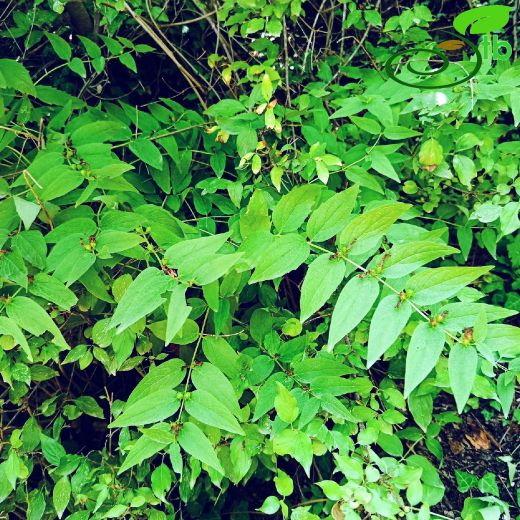 Ajuga-Mayasılotu