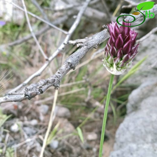 Allium junceum