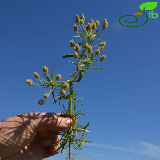 Plantago squarrosa