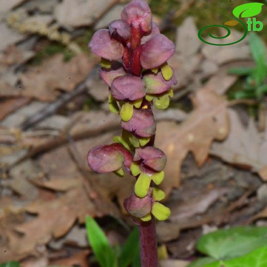 Steveniella-Takkelisalep