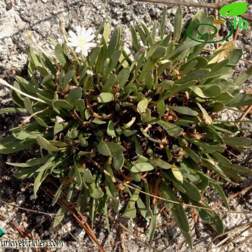 Taraxacum mirabile