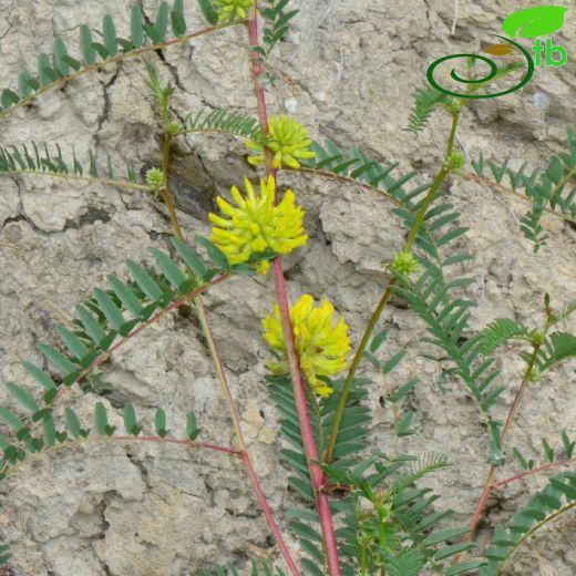 Astragalus ponticus