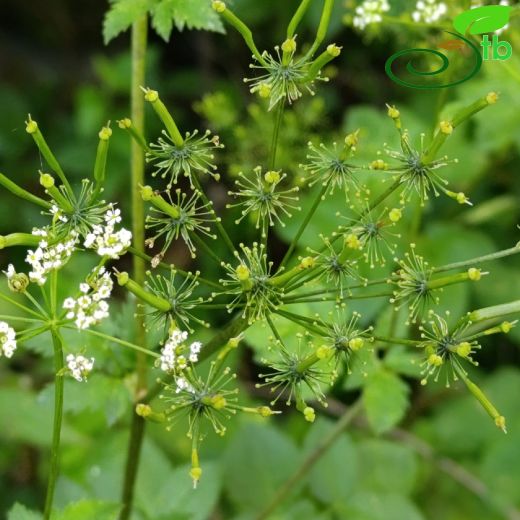 Chaerophyllum-Handok