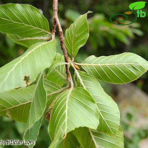 Fagus orientalis