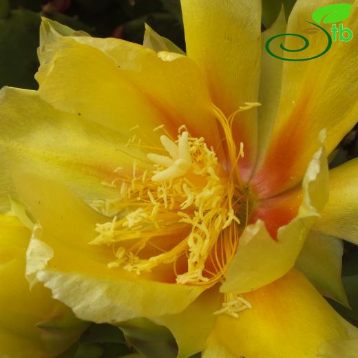 Opuntia vulgaris