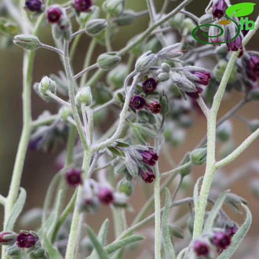 Mattiastrum longipes