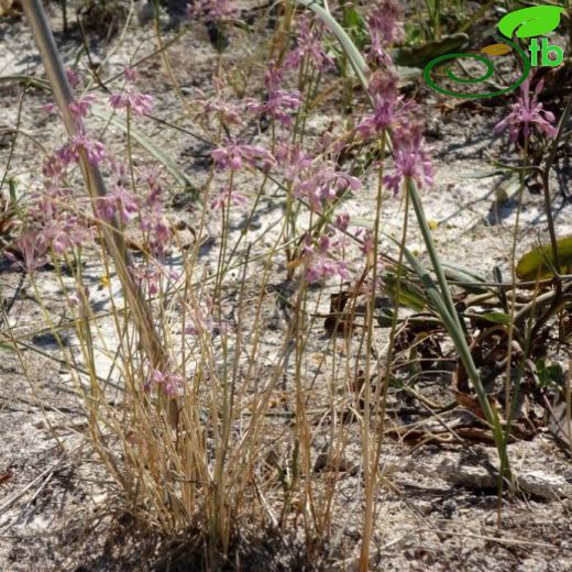 Allium sieheanum