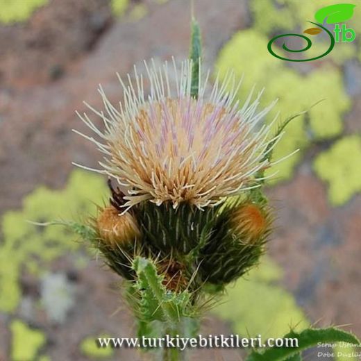 Cirsium simplex