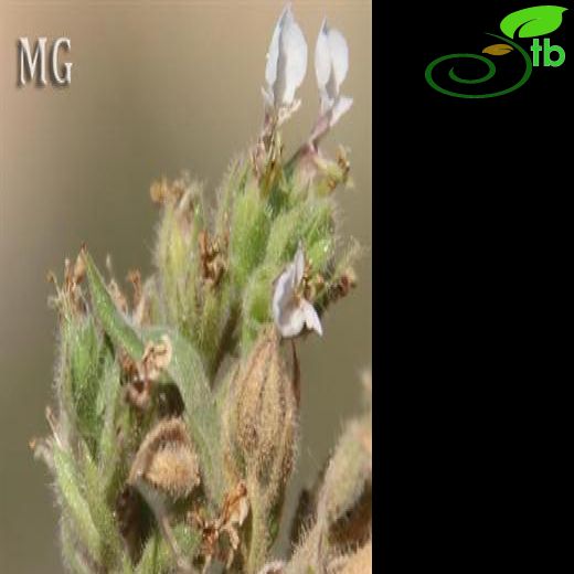 Teucrium paederotoides