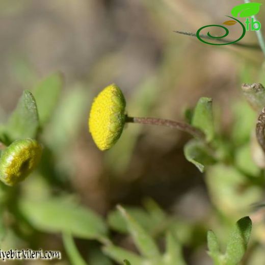 Chlamydophora-Altuncuk