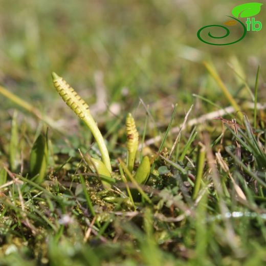 Ophioglossaceae-Dilotugiller